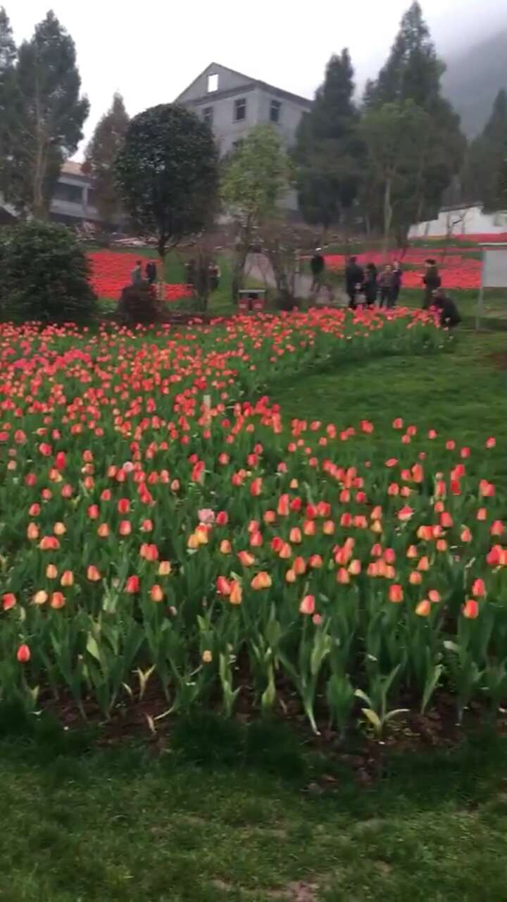 三月达州看花攻略